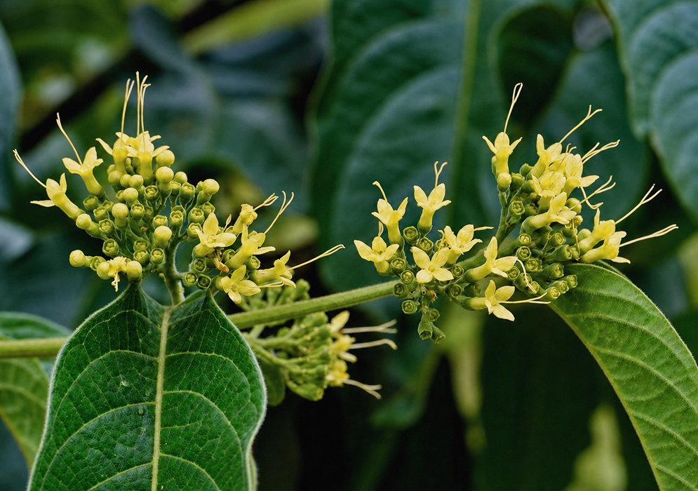 Yellow Aegiphila Flower Clusters in the Central Andes Two clusters of yellow Aegiphila flowers with long stamens against dark green foliage in Colombia's Central Andes