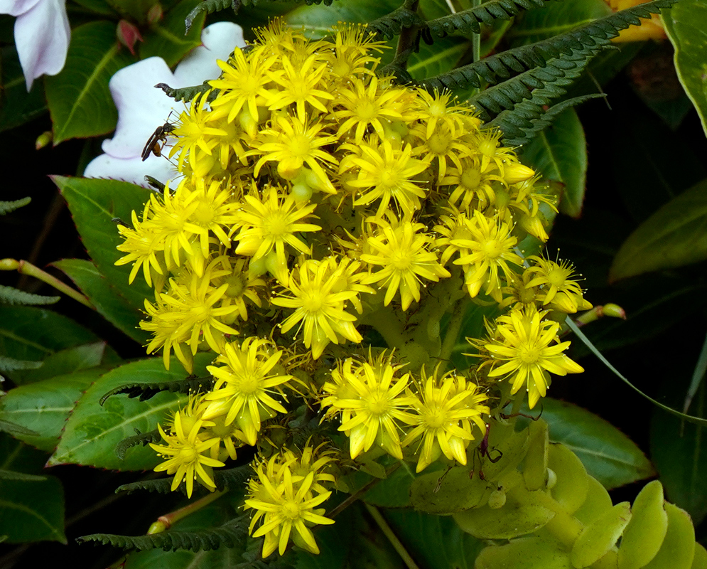 Cluster of bright yellow, star-shaped flowers of Aeonium arboreum blooming in a dense cone formation among green succulent foliage and jungle understory