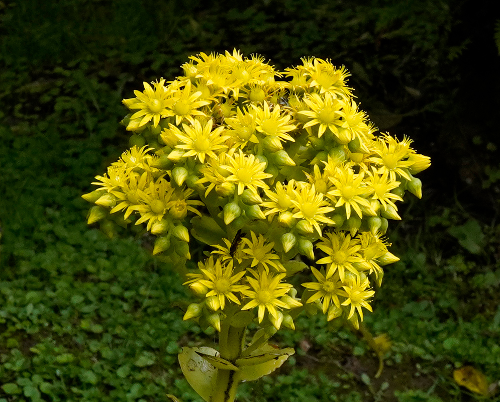 Tightly packed yellow starburst flowers of Aeonium arboreum blooming atop a single thick stalk, set against a shaded, green leafy forest floor