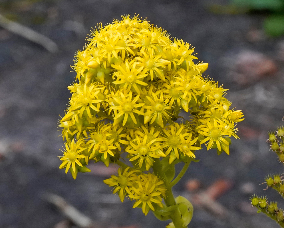 Large, conical cluster of bright yellow star-shaped flowers from Aeonium arboreum, blooming on a thick stem against a blurred grayish background