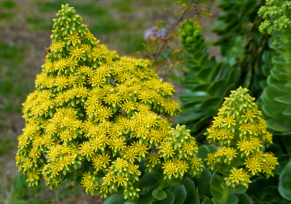 Two Aeonium arboreum inflorescences with green and yellow flower buds and yellow flowers