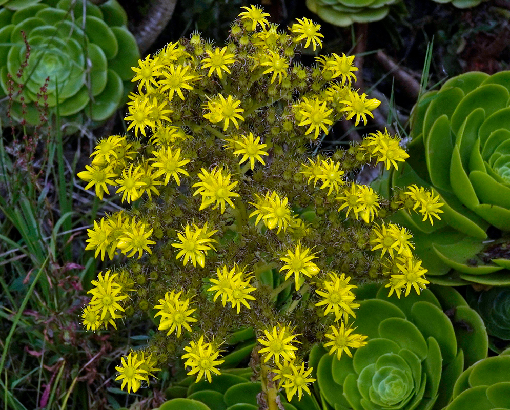 Wide, branching cluster of vivid yellow star-shaped Aeonium arboreum flowers emerging above spiral green rosettes of succulent leaves