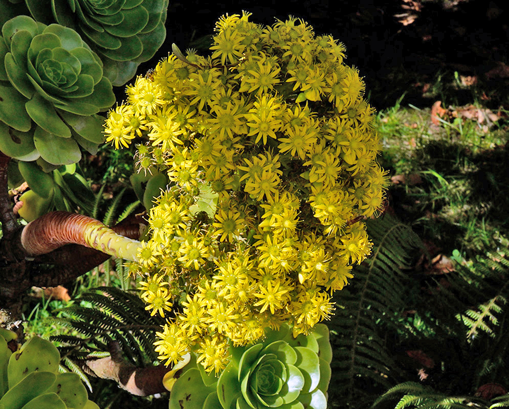 Dense, dome-shaped cluster of bright yellow Aeonium arboreum flowers blooming atop a thick, woody succulent stem, surrounded by green leaf rosettes