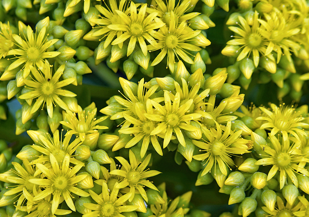 Yellow Aeonium arboreum flowers with green and yellow flower buds