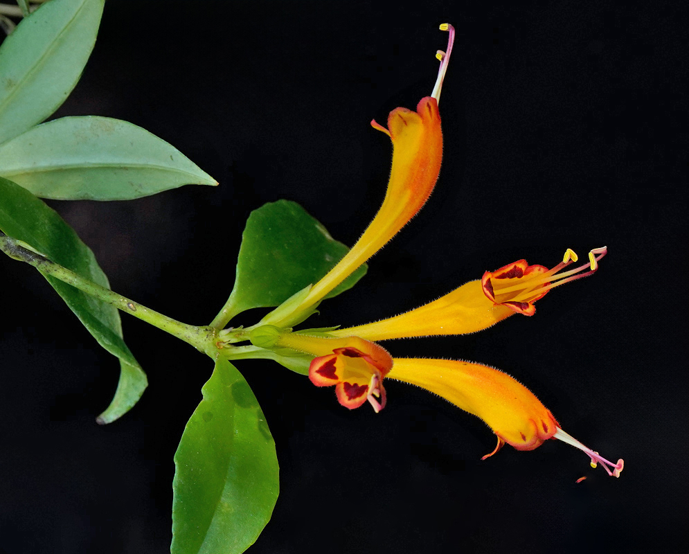 Three tubular orange-yellow flowers of Aeschynanthus hybrid 'Fireworks' with red flared lobes and extended stamens, emerging from glossy green leaves on a trailing stem