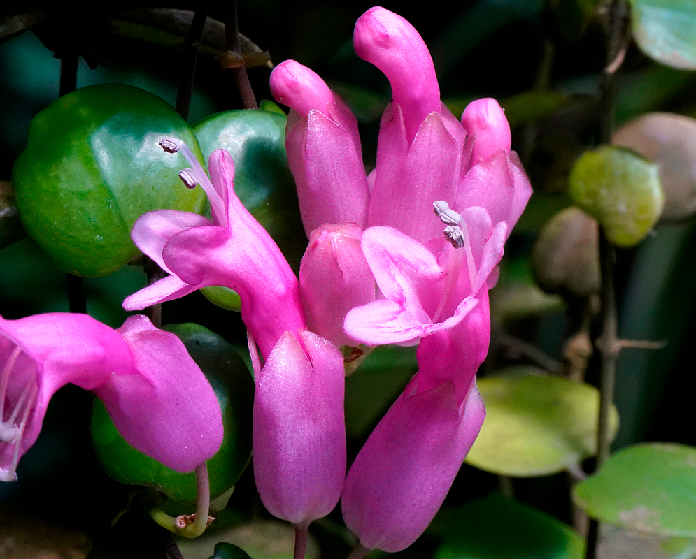 A cluster of bright pink Aeschynanthus radicans calyxes and flowers