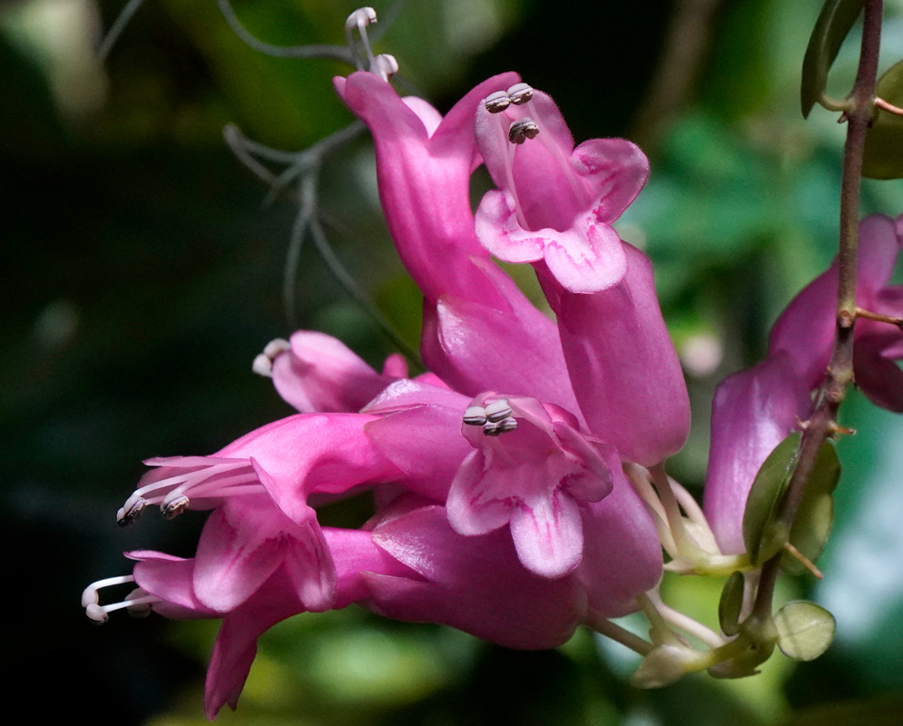 Aeschynanthus radicans ‘Thai Pink’ – Lipstick Plant Inflorescence Close-up of Aeschynanthus radicans ‘Thai Pink’ flowers showing tubular pink blooms with pale tips and exposed stamens against a leafy green background.