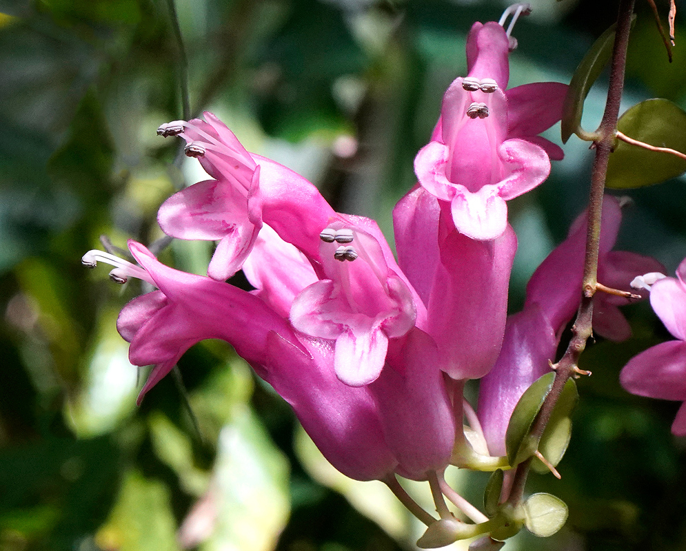 A cluster of dark pink Aeschynanthus radicans calyxes and flowers