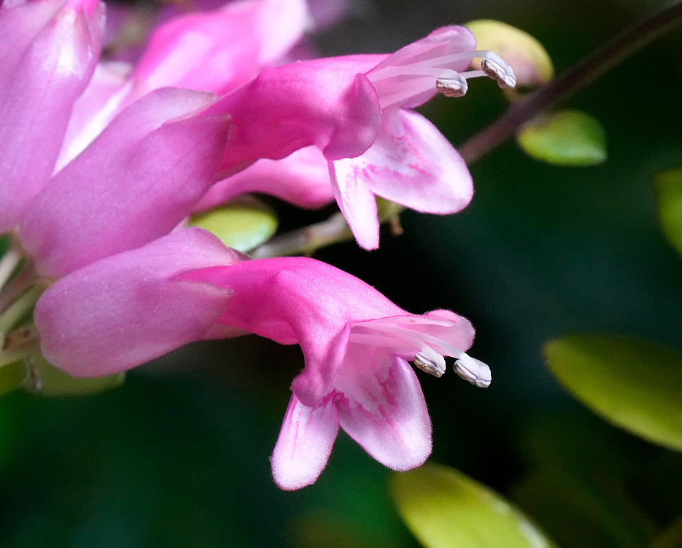 Two pink Aeschynanthus radicans flowers