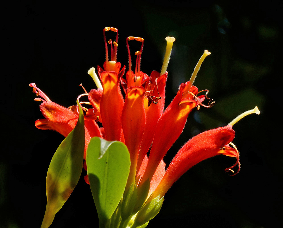 Cluster of tubular red-orange Aeschynanthus speciosus flowers emerging from a leafy trailing vine against a dark background