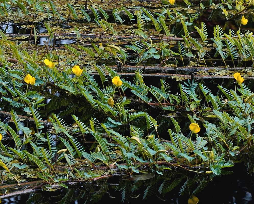 Aeschynomene fluitans has small yellow flowers and feather-like leaves along sprawling stems over the water