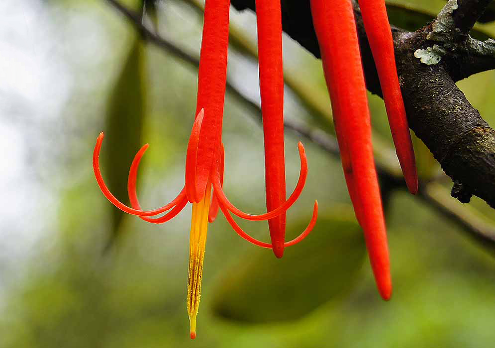 Beautiful reddish orange petals with long yelllow filament tipped by an orange stigma