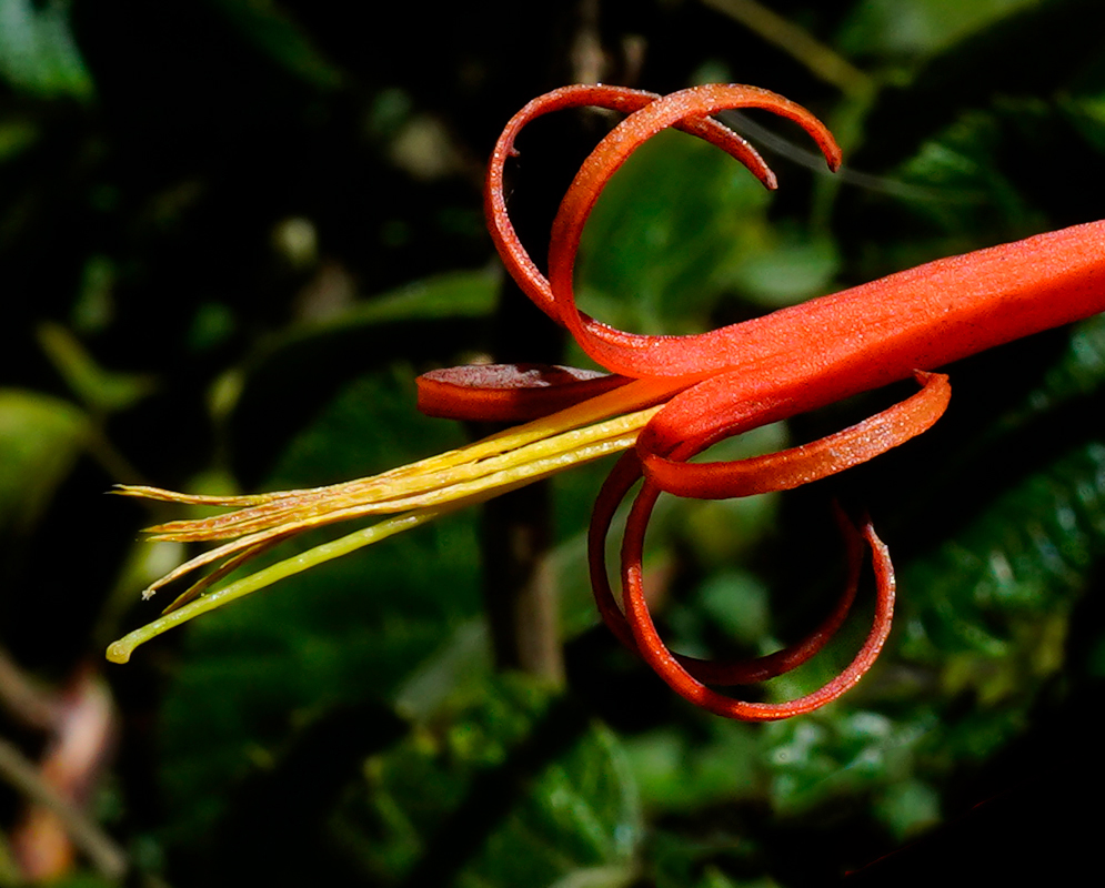 Orange Aetanthus mutisii flower with yellow stamens