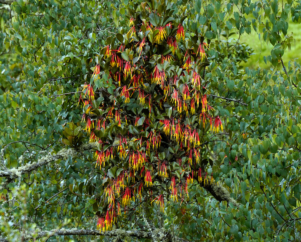 A dense cluster of red and yellow tubular Aetanthus nodosus flowers growing parasitically on a tree branch in a cloud forest