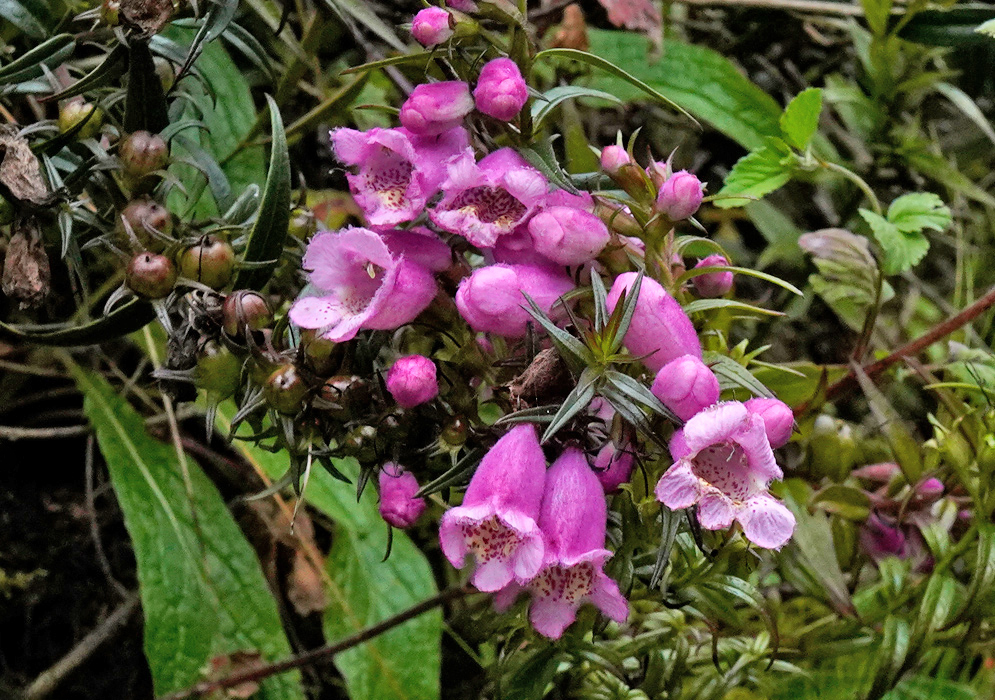 Agalinis lanceolata Cluster of Pink Flowers A dense cluster of pink tubular Agalinis lanceolata flowers with spotted throats growing among spiny leaves and round seed capsules in a high-altitude Andean habitat