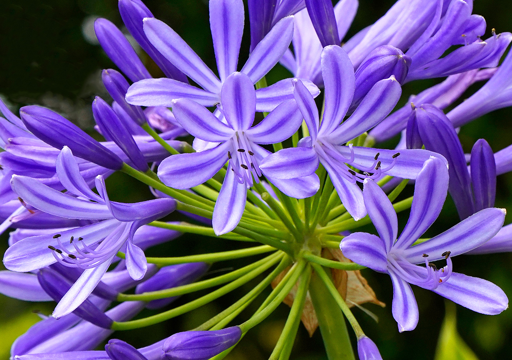 A blue and violet Agapanthus flower cluster