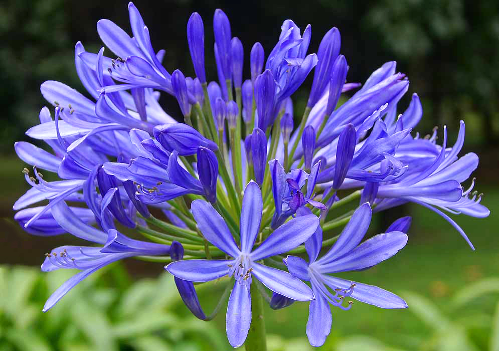 A large round cluster of blue flowers