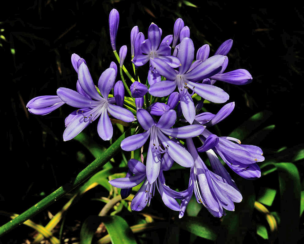 Agapanthus praecox – Violet Flower Cluster Vibrant violet-purple trumpet-shaped flowers of Agapanthus praecox blooming in a spherical cluster against a dark leafy background