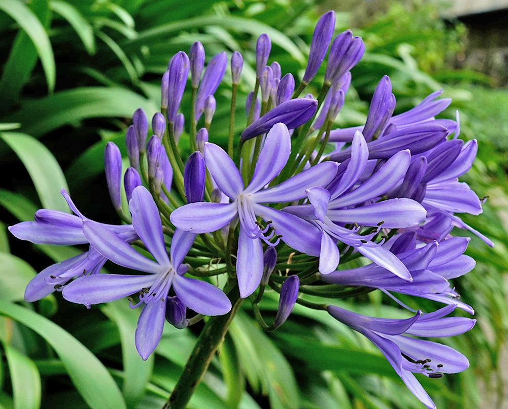 Agapanthus praecox – Lily of the Nile in Bloom Delicate funnel-shaped blue-purple flowers of Agapanthus praecox blooming in a rounded cluster, with unopened buds and leafy green forest background