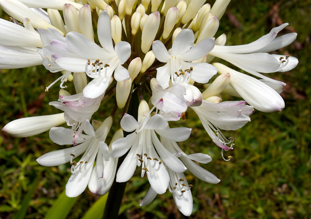 Agapanthus praecox – Blue Lily of the Nile Cluster of trumpet-shaped blue-violet flowers of Agapanthus praecox emerging from green stalks, with unopened buds and delicate white striping on the petals
