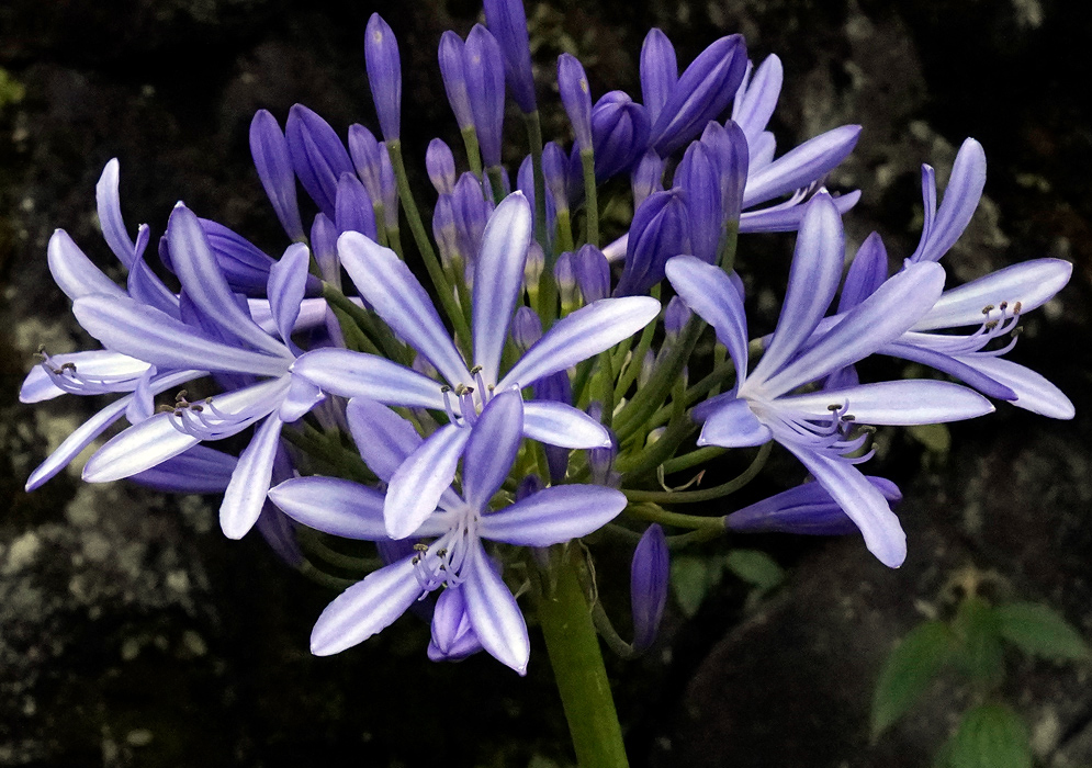 Agapanthus praecox – White Form Cluster of elegant white Agapanthus praecox flowers with light lavender tips and prominent stamens blooming in full sun over a green grassy background