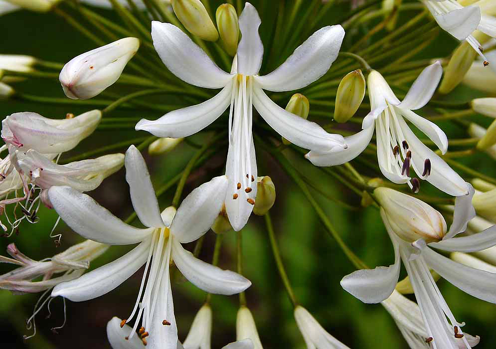 A striking white Agapanthus praecox flower
