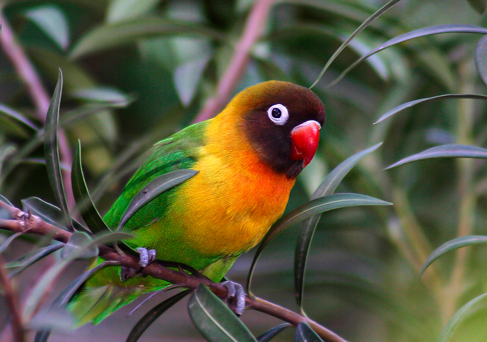 An Agapornis personatus with a brown head and white around the eye, a red beak, yellow and orange breast feathers and green wings and tail on a Nerium oleander branch