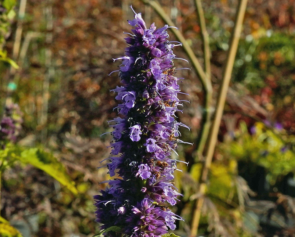Agastache Blackadder has small purple flowers opening along a dense upright spike with dark calyces