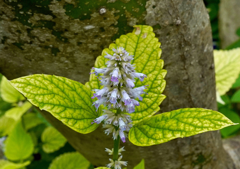 Agastache foeniculum Spike of Purple Flowers A dense spike of tiny purple-lavender Agastache foeniculum flowers blooming above yellow-green veined leaves with a tree trunk in the background