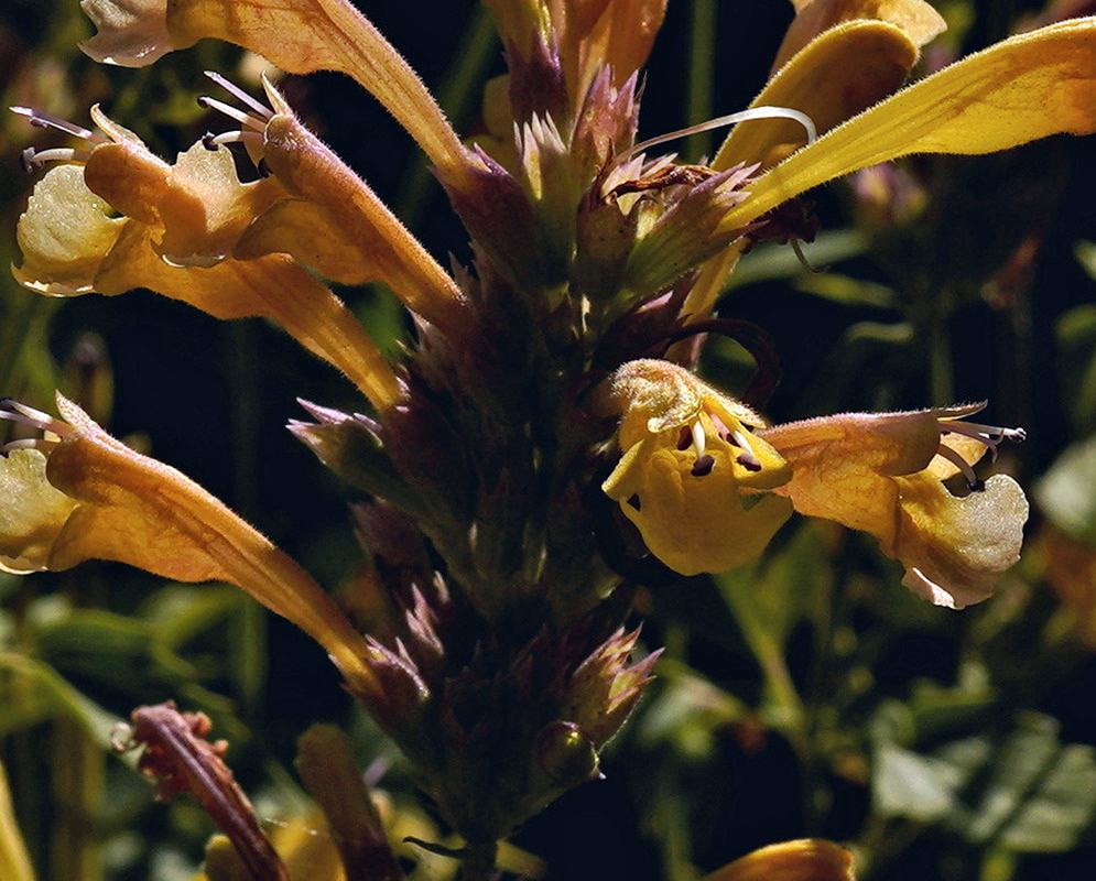 Agastache Kudos Yellow has golden tubular flowers with open two-lipped mouths around a dark flowering spike