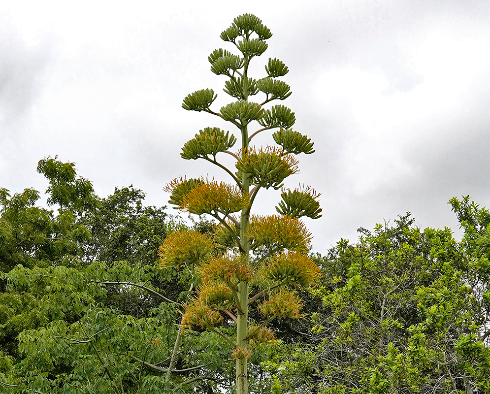 Agave americana – Flowering Mast Towering flowering mast of Agave americana with tiered yellow blooms above surrounding green forest foliage