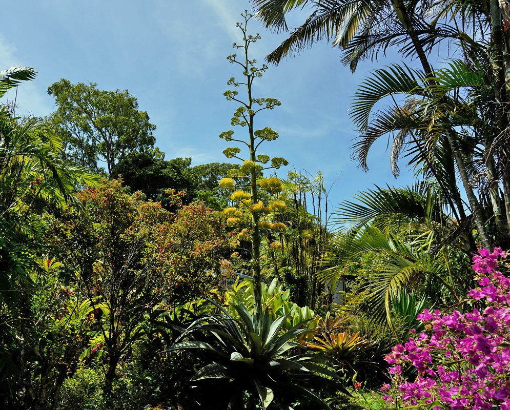 Agave americana – Inflorescence in Tropical Garden Agave americana in full bloom with towering yellow inflorescence rising above lush tropical garden filled with palms and flowering shrubs