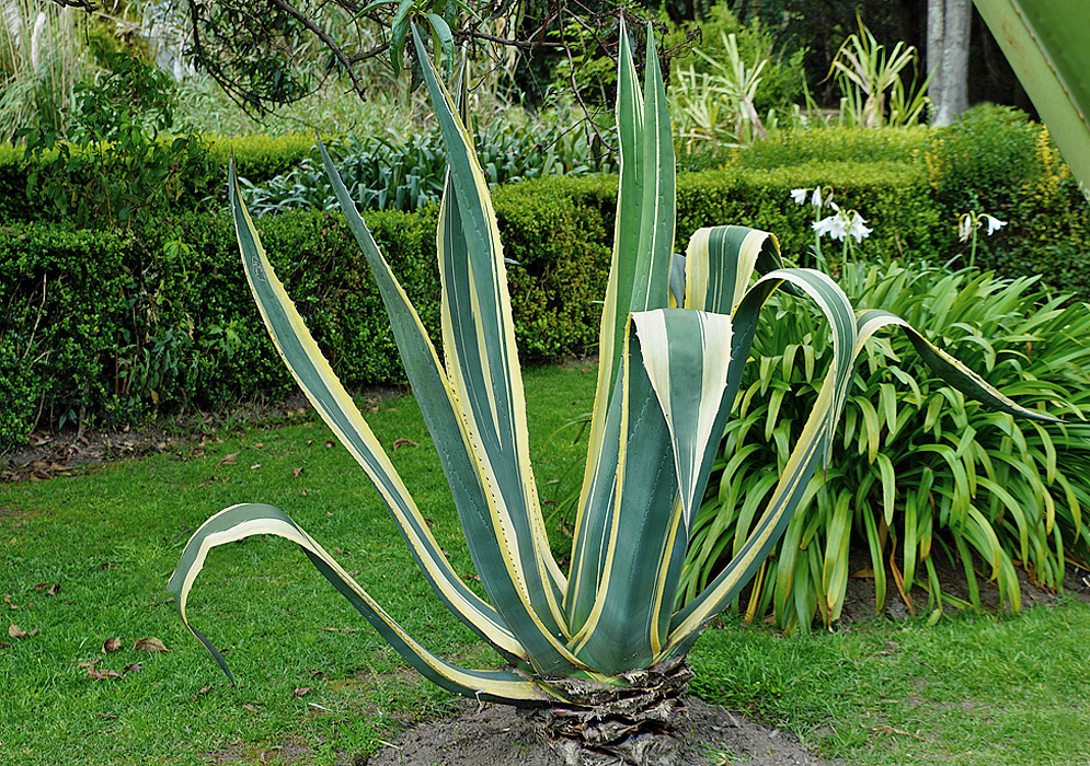 Long and large variegated leaves arranged in a rosette