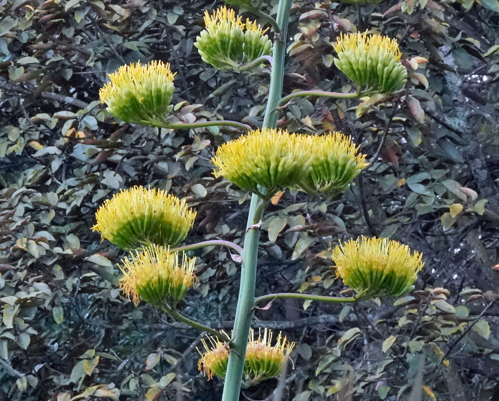 Agave americana – Yellow Flowers in Bloom Towering Agave americana inflorescence with vibrant yellow flowers blooming in dense clusters along its vertical stalk, surrounded by leafy forest backdrop