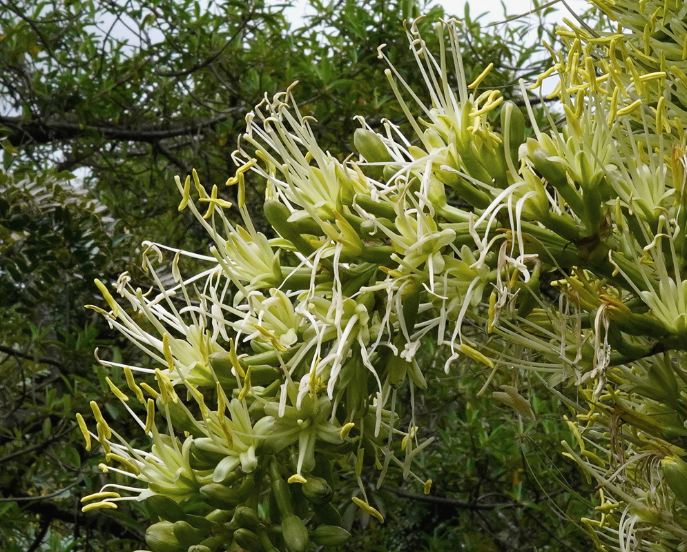 Agave attenuata Flowers with Long Stamens Agave attenuata bears crowded greenish flowers with numerous long pale stamens along its inflorescence