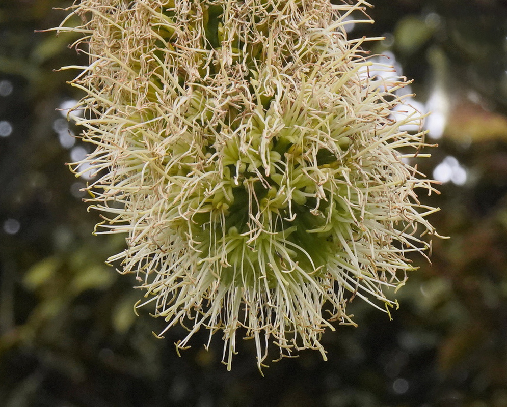 Agave attenuata Dense Flower Cluster An Agave attenuata flower cluster is surrounded by a dense fringe of pale projecting stamens