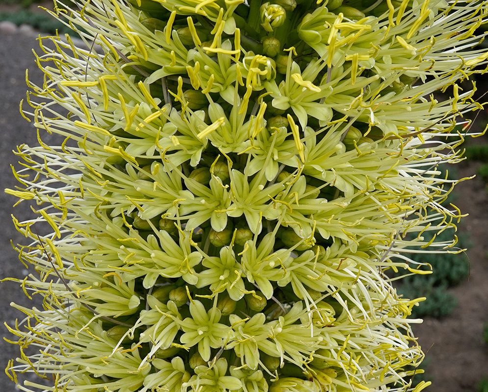 Agave Attenuata Flowers in Bloom Close-up of densely packed yellow-green tubular flowers with long stamens emerging from a flowering stalk of Agave attenuata