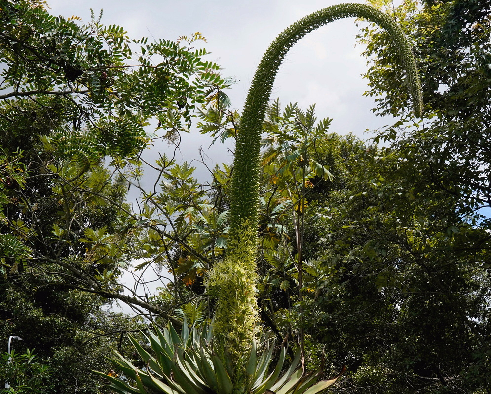 Agave attenuata Tall Arching Flower Spike Agave attenuata sends up a tall arching flower spike above its broad leaf rosette