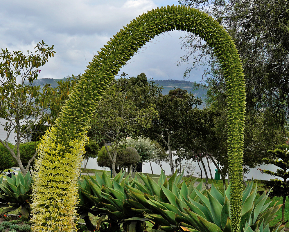 Agave Flower Stalk Arching Large arching flower stalk of an agave plant with tightly packed green buds and yellow blossoms, surrounded by thick green rosettes