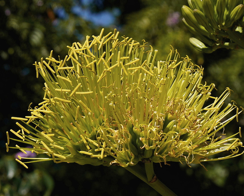 Agave demeesteriana has an open cluster of yellow tubular flowers with long projecting stamens