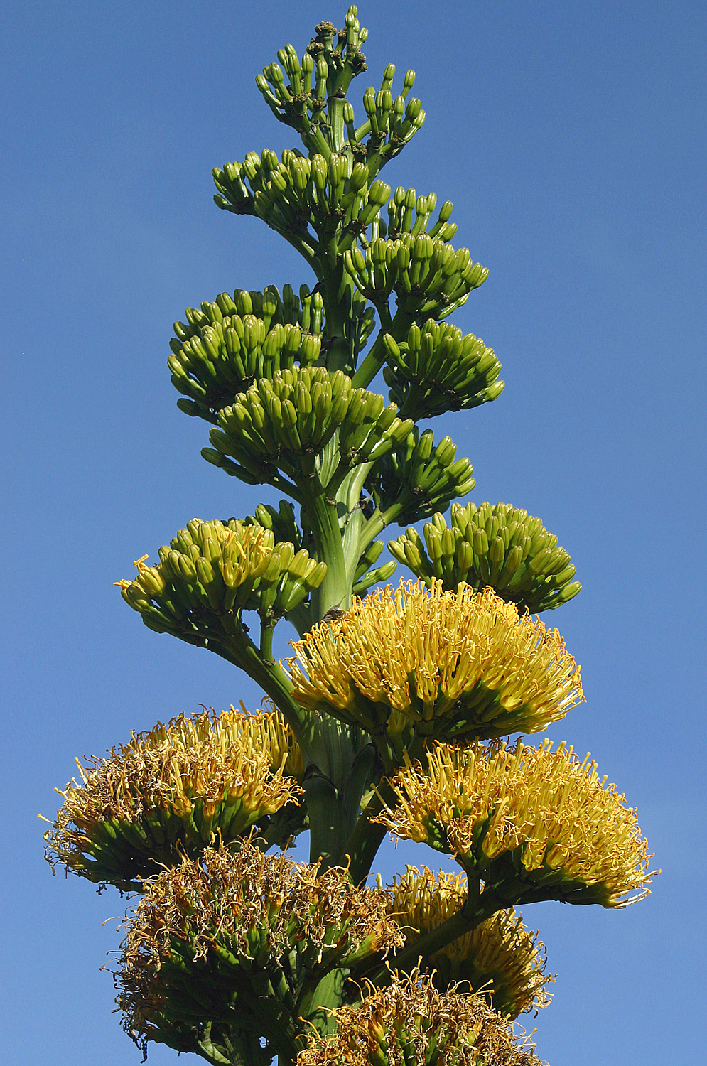 A tall mast of green Agave buds and yellow flowers