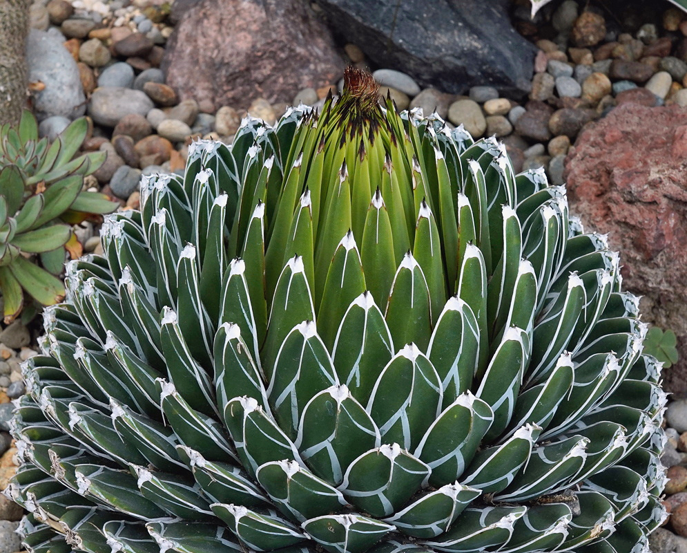 Agave victoriae-reginae forms a rounded rosette of thick green leaves edged and patterned with white lines