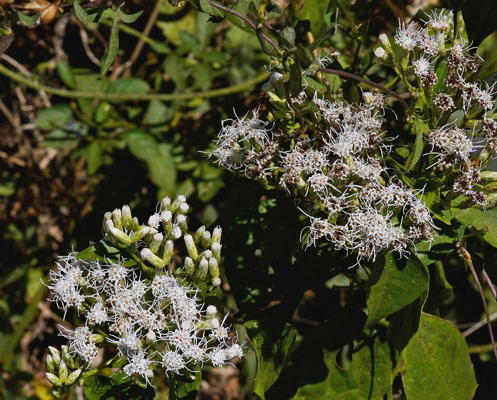 Ageratina altissima has clusters of small white tubular flowers and pale buds above toothed leaves