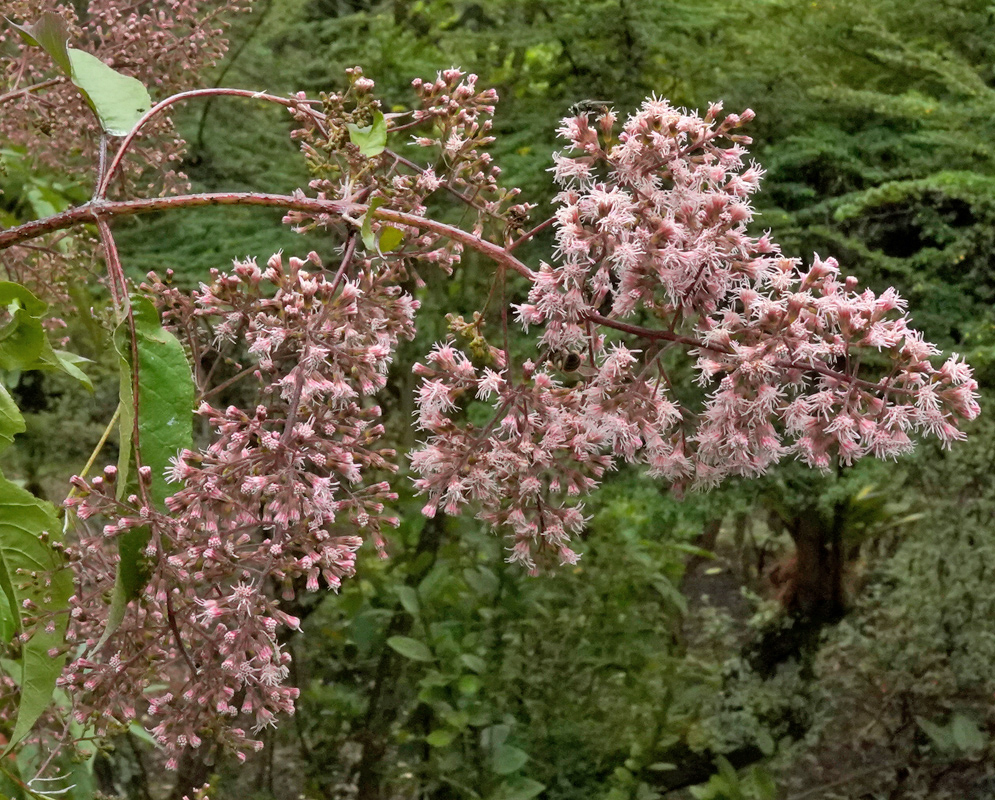 Large, arching pink clusters of fluffy Ageratina ampla flowers blooming on reddish stems with green leaves in a tropical forest setting