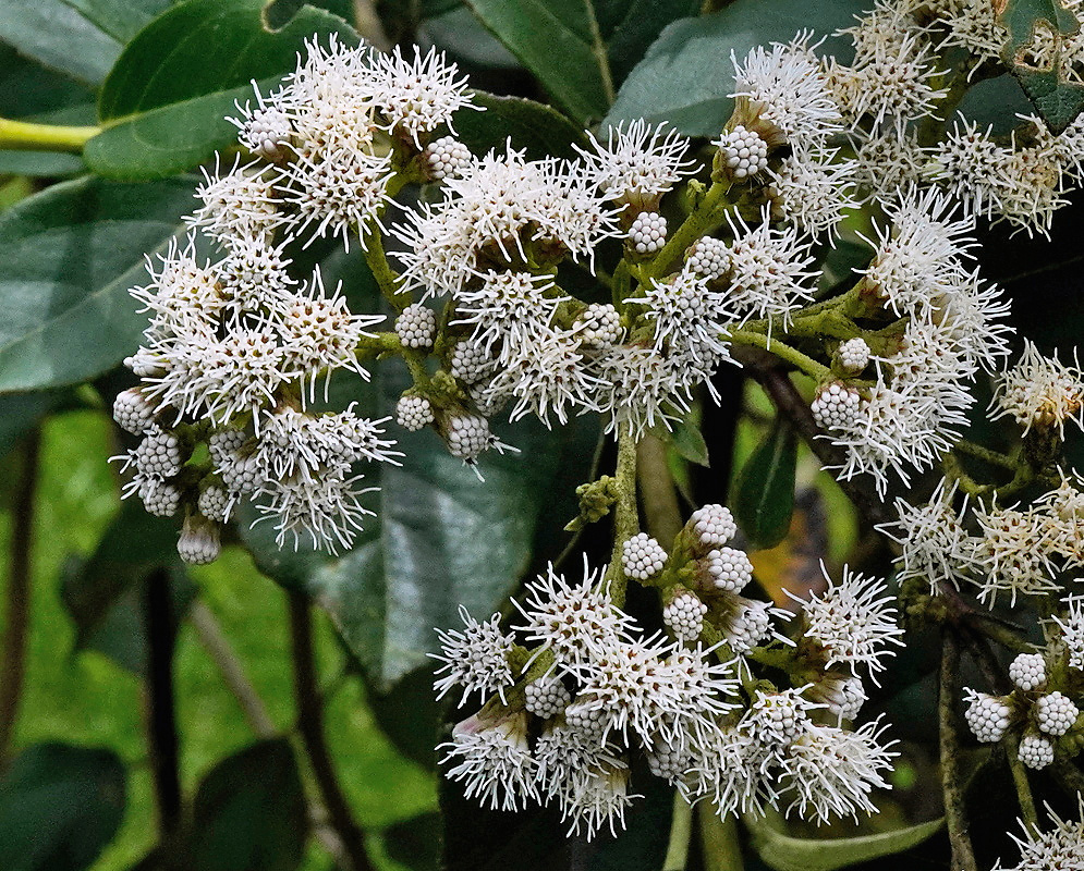 Branched clusters of white Ageratina angustifolia flower heads with slender protruding styles and tightly packed unopened buds