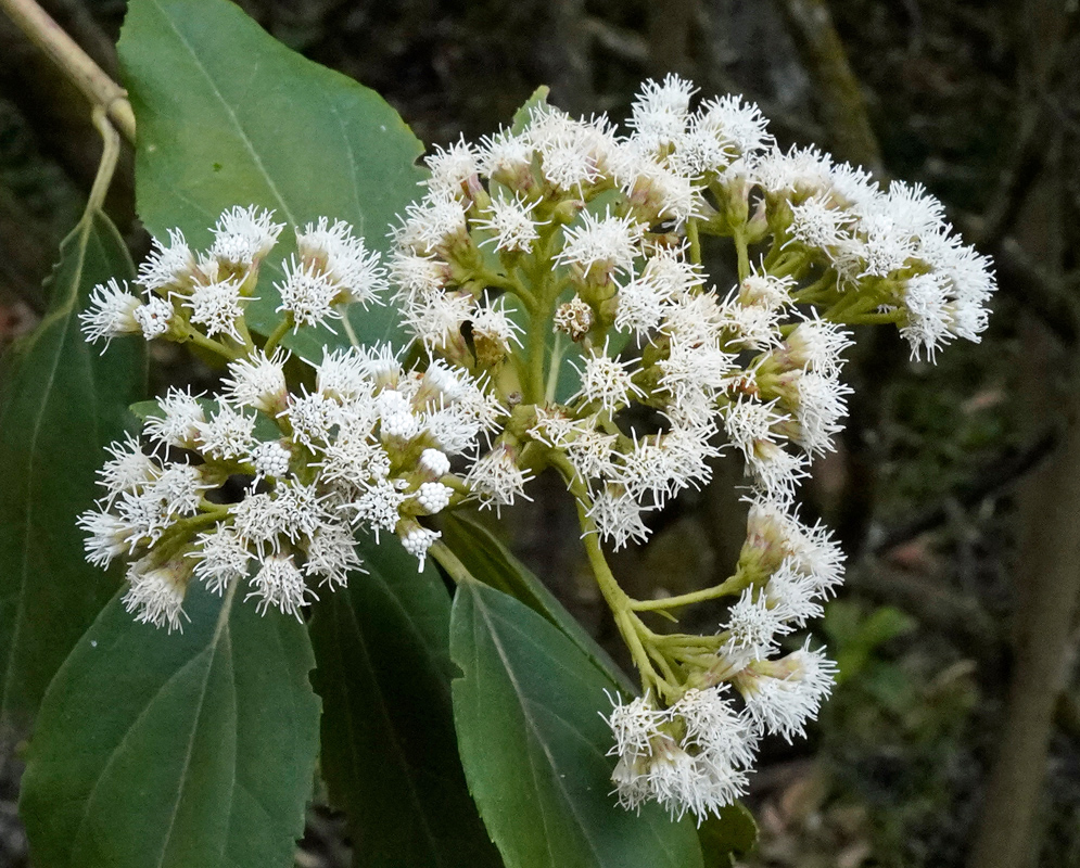 Branch of Ageratina aristei with rounded clusters of white, thread-like flowers emerging above broad, veined leaves in a forest understory