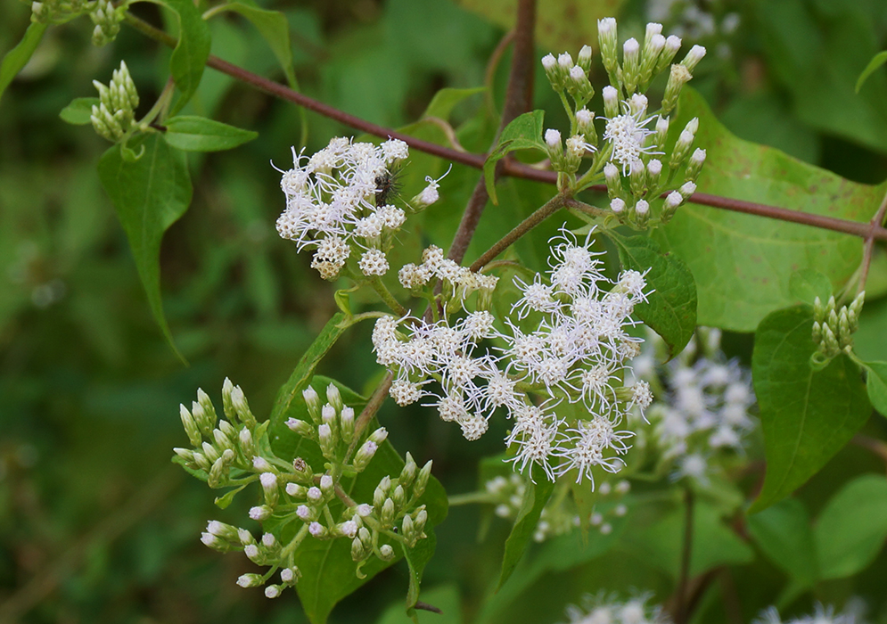 White Ageratina flowers and flower buds