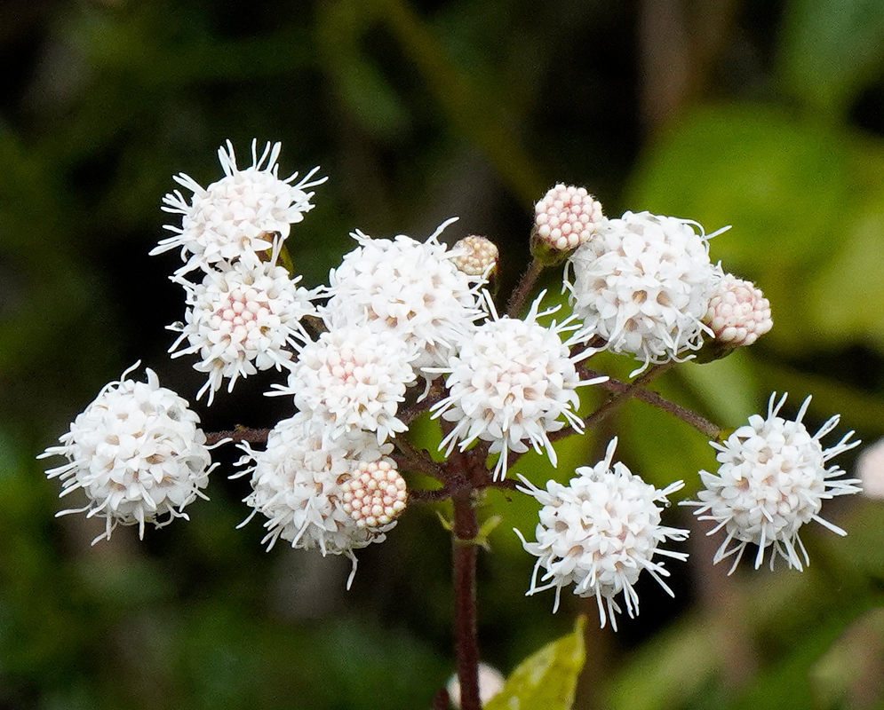 A white pom-pom-like clusters of flower heads composed of numerous tiny florets grouped closely together with spiky, elongated petals or filaments.   