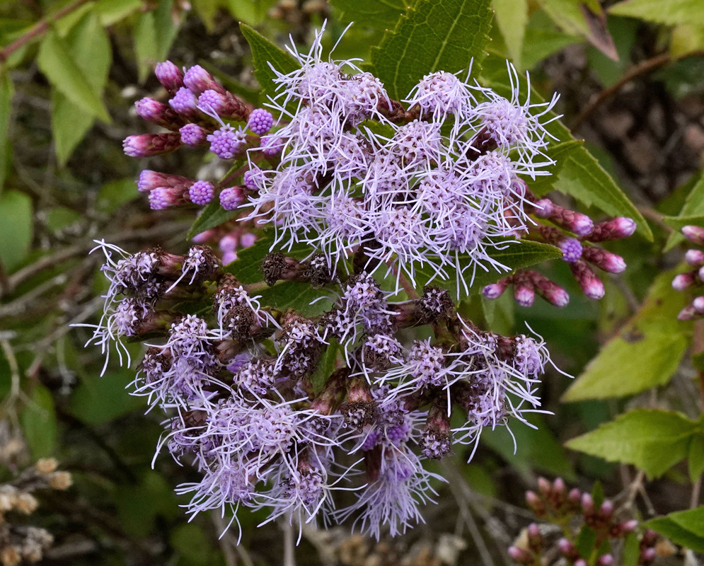 Flower head of Ageratina pentlandiana showing dense, fluffy lavender florets and unopened pinkish-purple buds against serrated green leaves