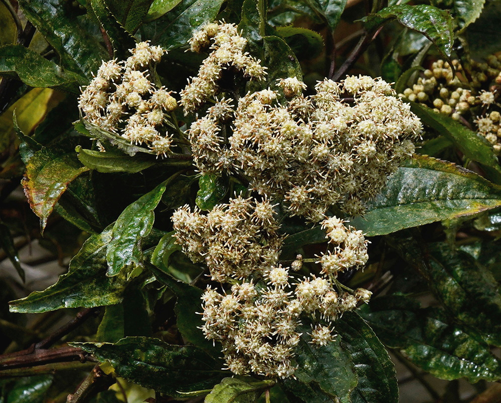 Ageratina popayanensis has broad terminal clusters of small cream-white flowers above toothed leaves